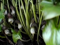 Lovely brown and white tubular flowers at soil level